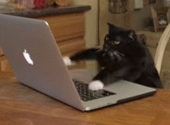 Cat Typing Gif